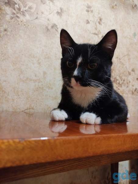 Котенок ищет дом, фотография 2