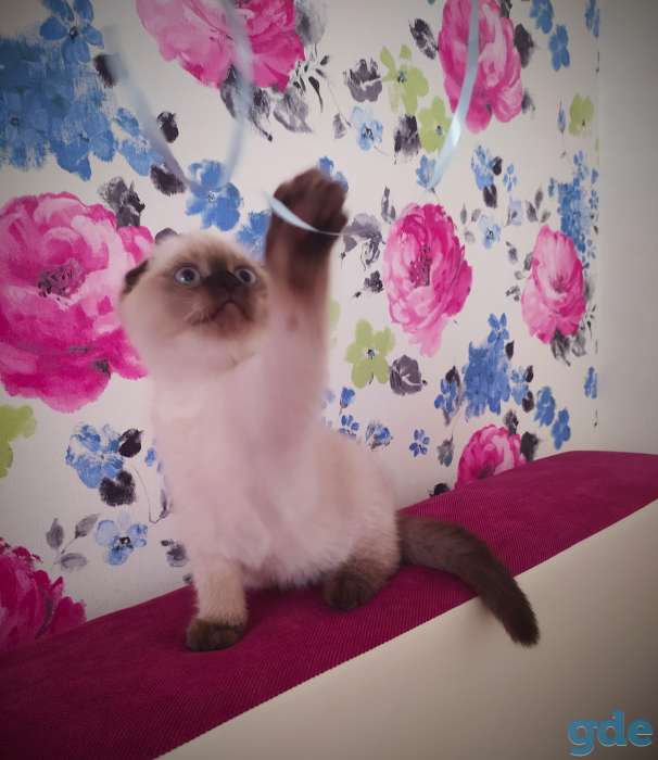 Шотландские котята, фотография 4