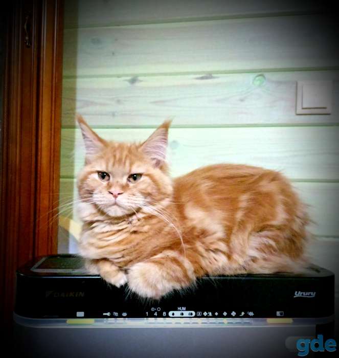 котята, фотография 1