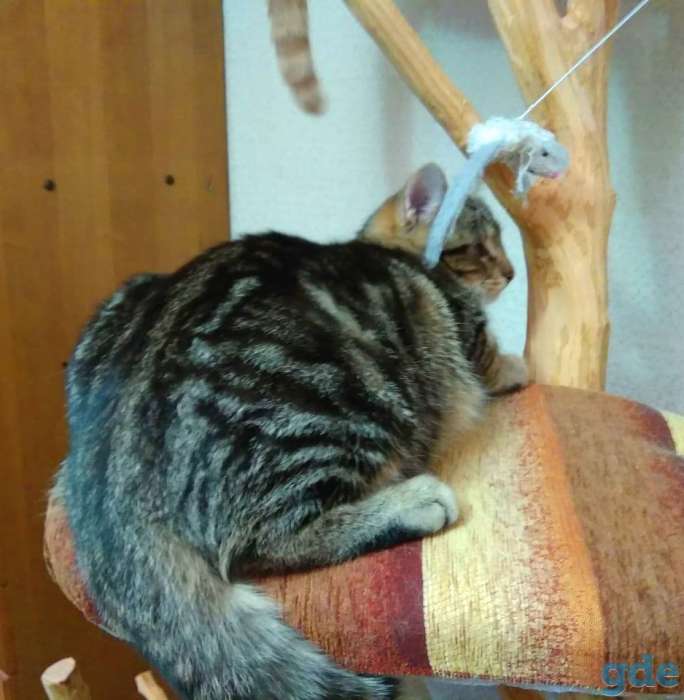 Котёнок в добрые руки, фотография 6