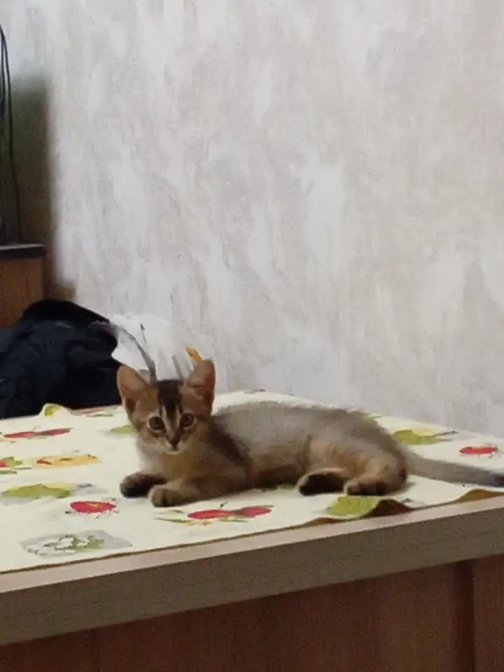Абиссинский котенок, фотография 1