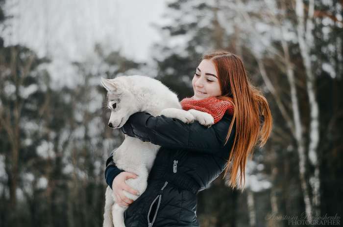 Продажа щенков маломутов,самоедов,хаски., фотография 4