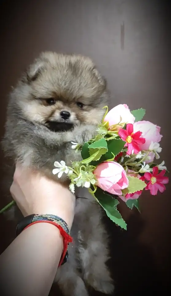 Померанский шпиц щенки. Мини мишки, фотография 6