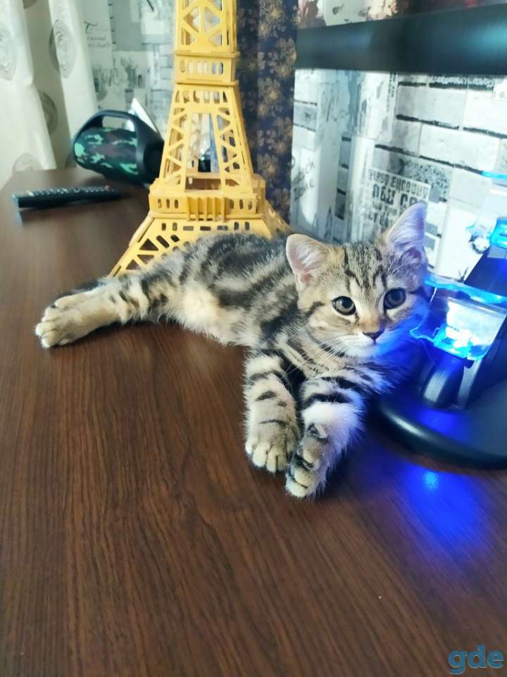 Шотландская прямоухая кошечка, фотография 1