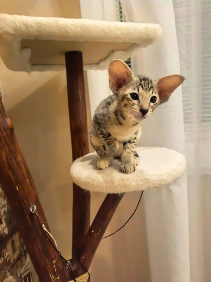 Ориентальный котенок, фотография 4