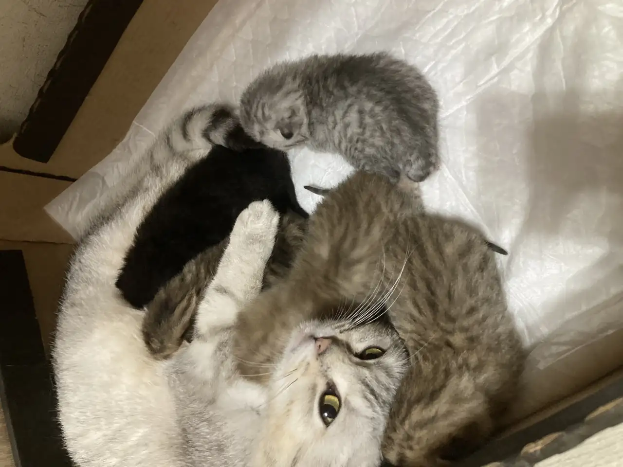 Котята шотландские, фотография 1