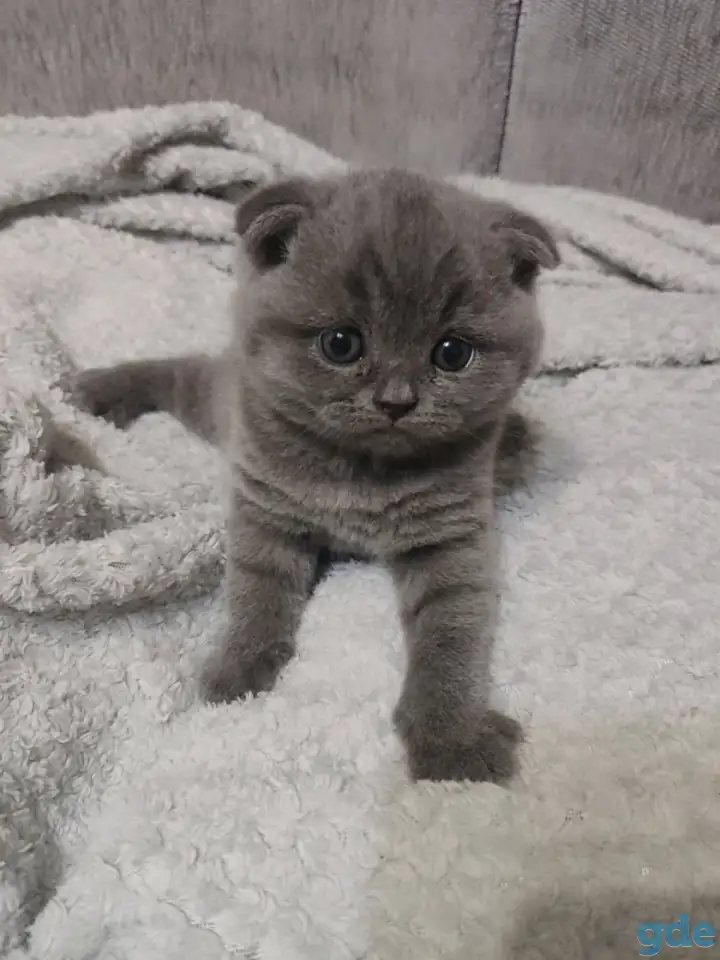 Котятки, фотография 5