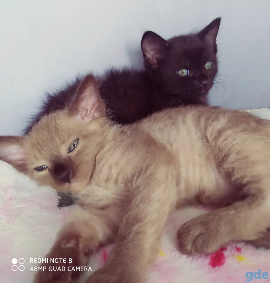 Котята Сфинкс, фотография 1