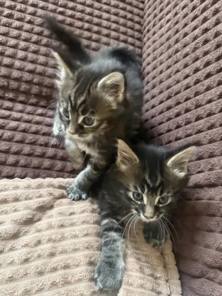 Котята породы Мейн-кун, фотография 2