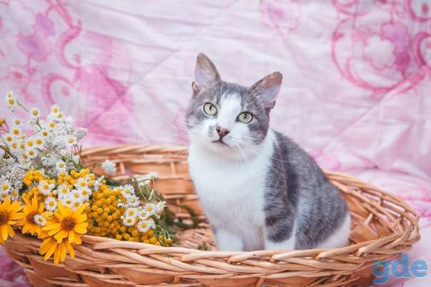 Котик ищет дом, фотография 1