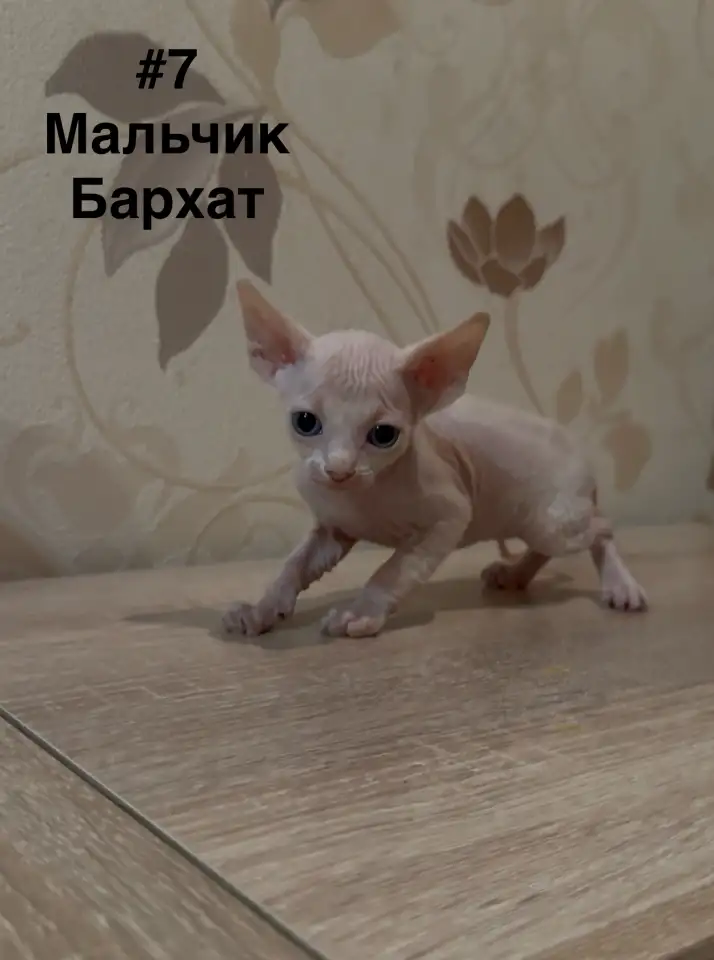 Котята канадского сфинкса браш, резинка, бархат, фотография 7