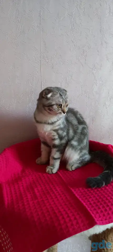 Шотландские котята с голубыми глазами, фотография 9