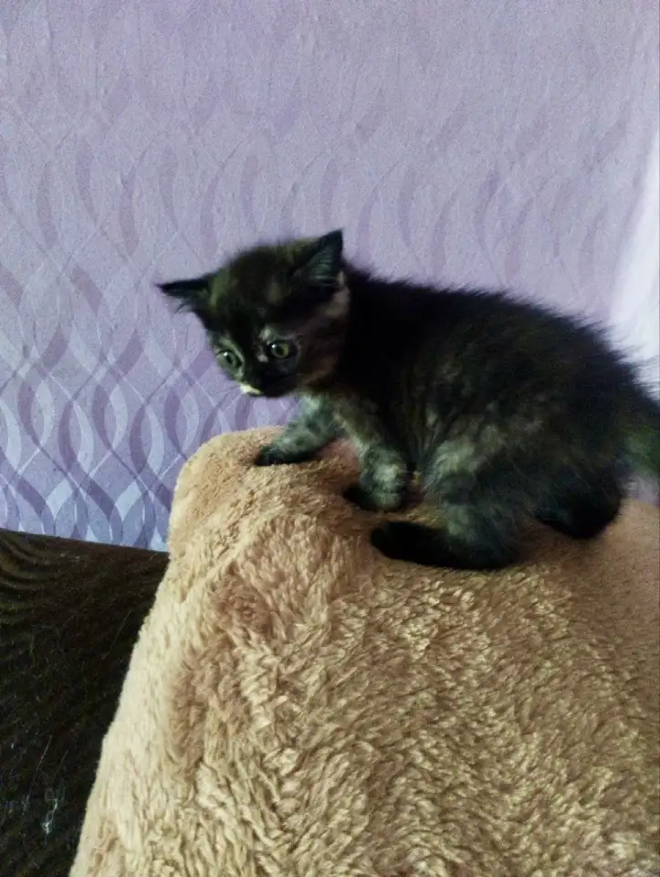 Котята Скоттиш-Страйт, фотография 8