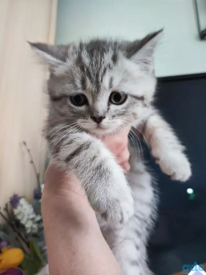 Шотландские котята, фотография 13