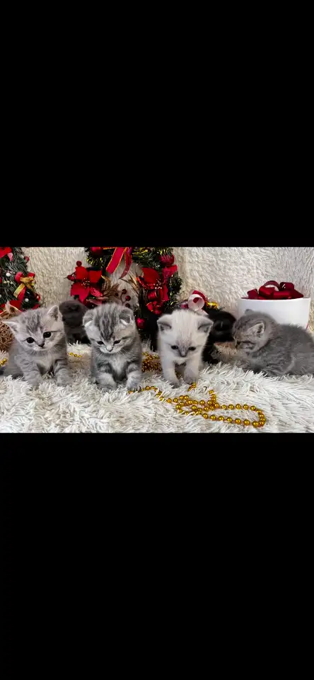 Котята шотландские, фотография 3