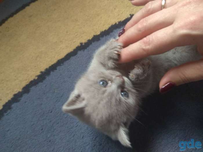 Британские котята, фотография 3