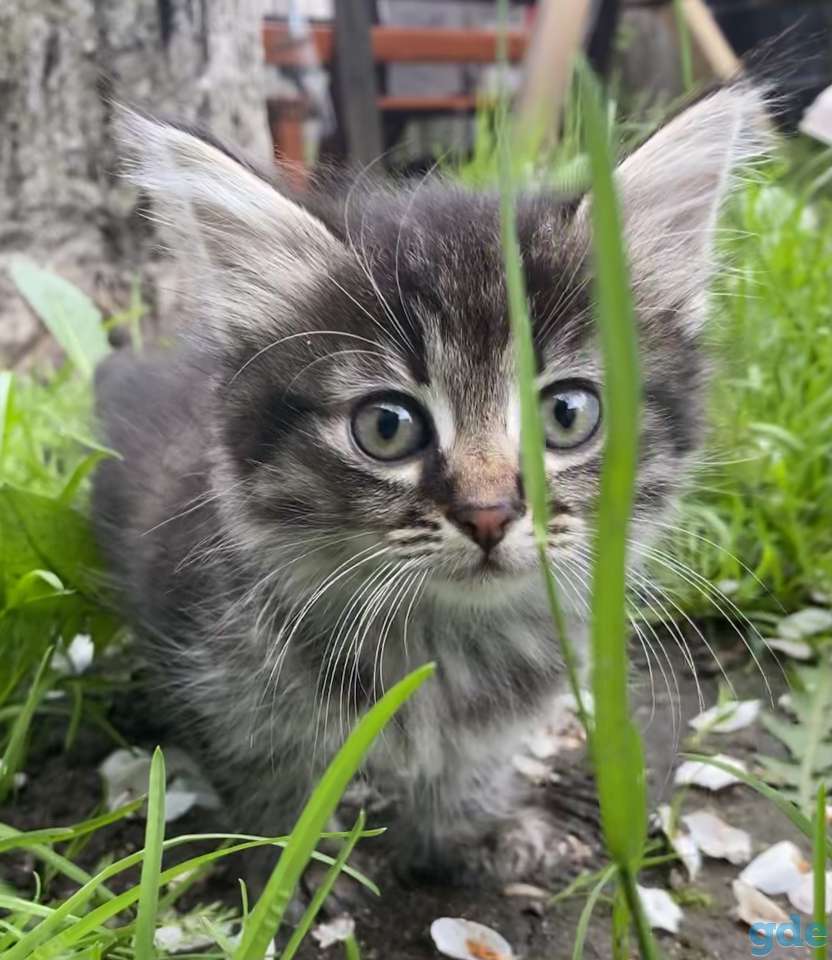 Котята в дар, фотография 1
