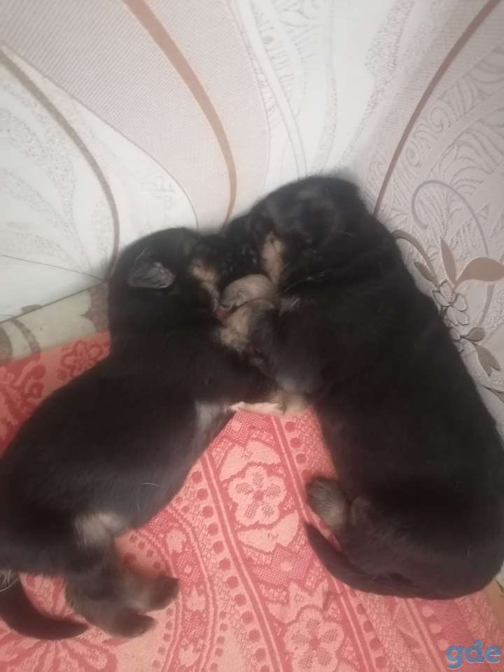 Продаю, фотография 8