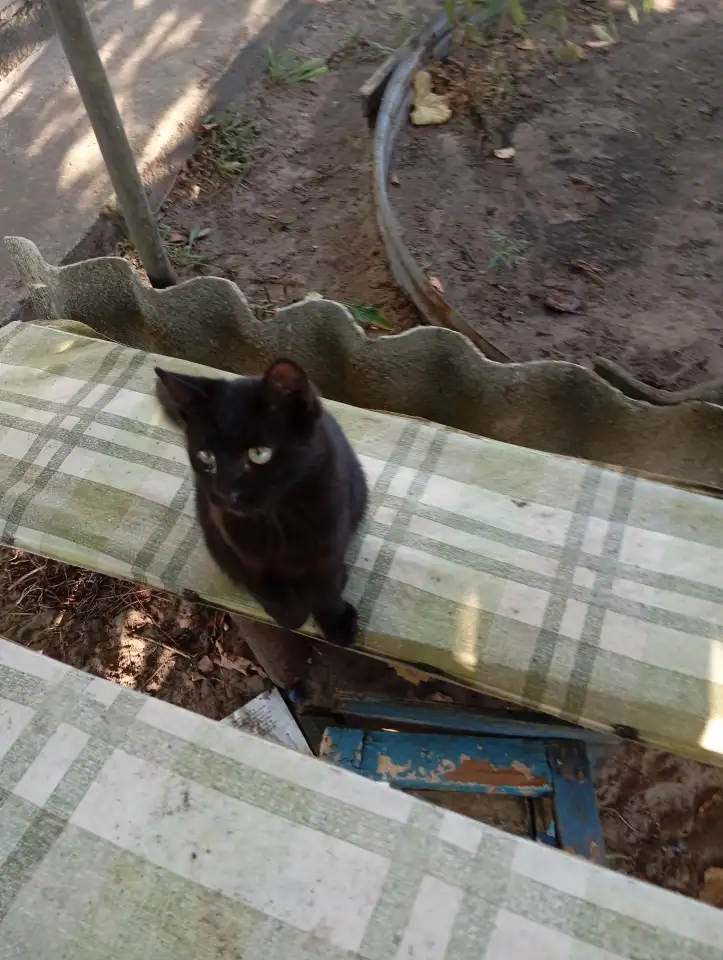 Котенок в дар, фотография 5