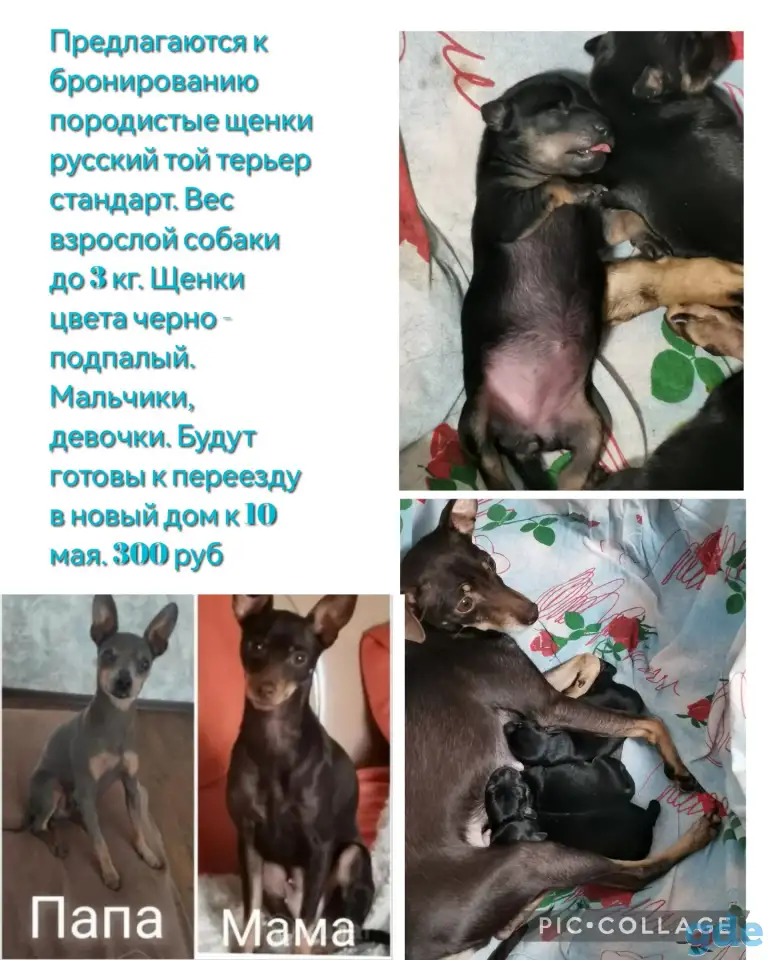Породистые щенки той терьер, фотография 1