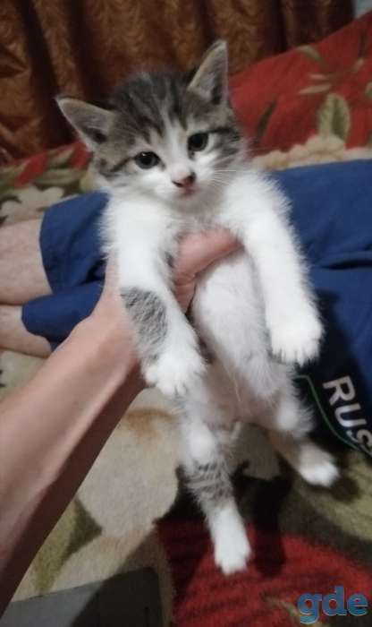 Отдам котят в добрые руки, фотография 1