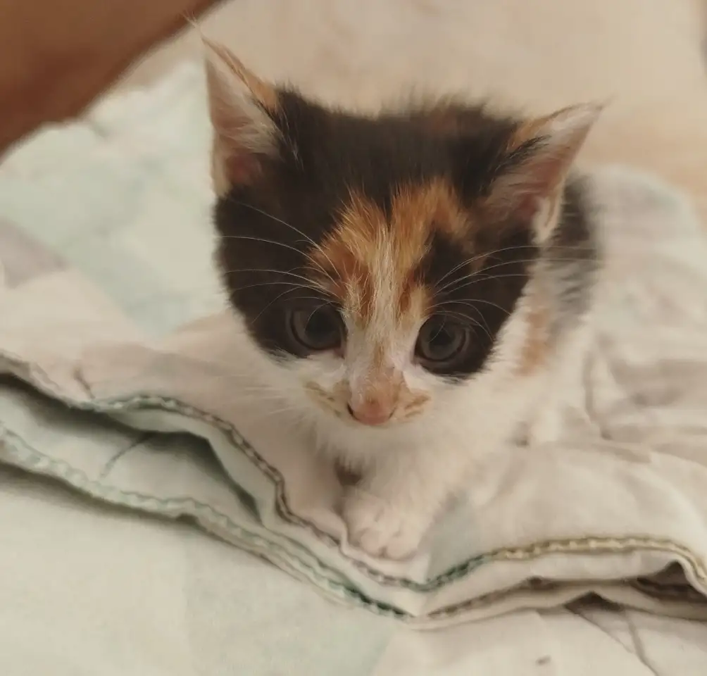 Котята трехцветные, фотография 1