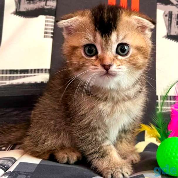 Шотландская золотая девочка, фотография 3