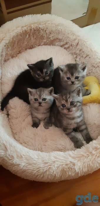Продам чистокровных котят, фотография 1