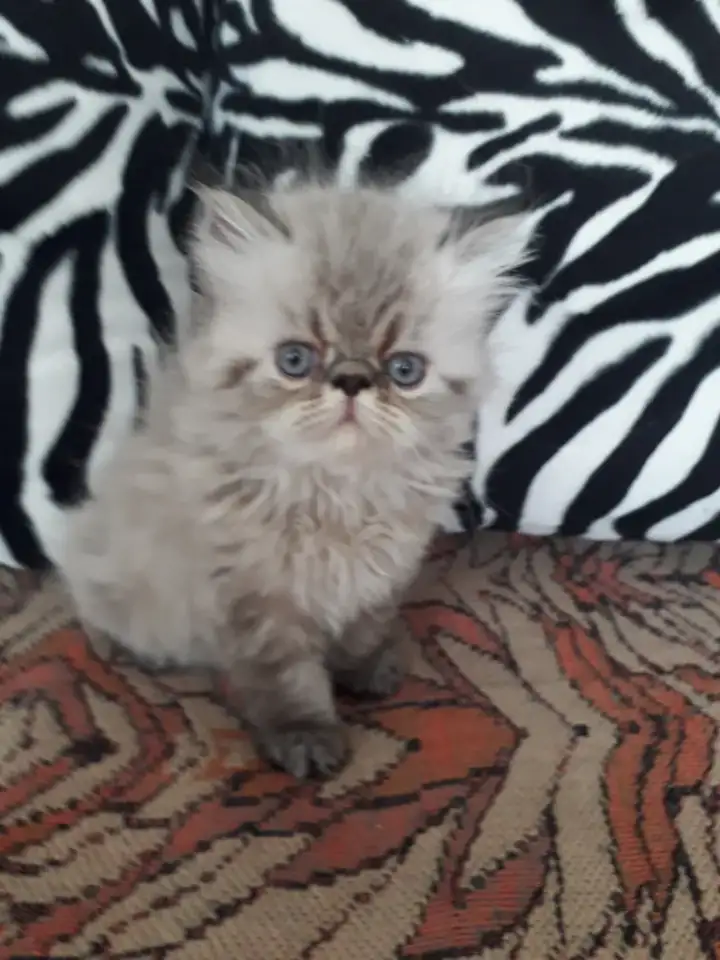 Персидские котята, фотография 3