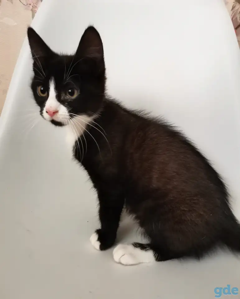 отдам котят, фотография 6