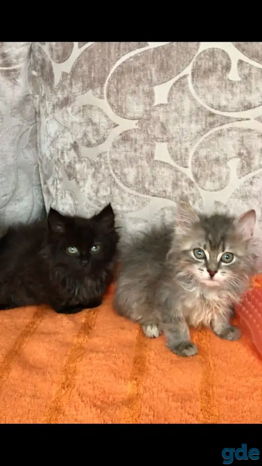 Отдам даром котят, фотография 1