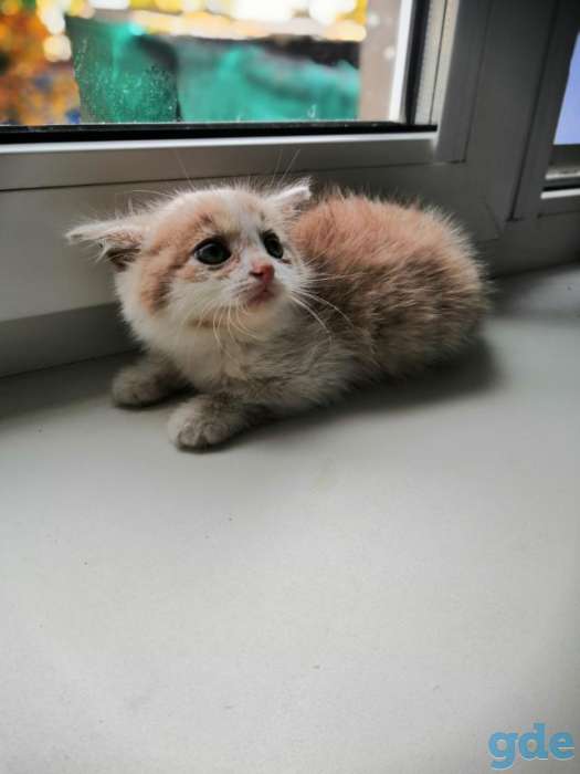 Котенок в дар, фотография 3