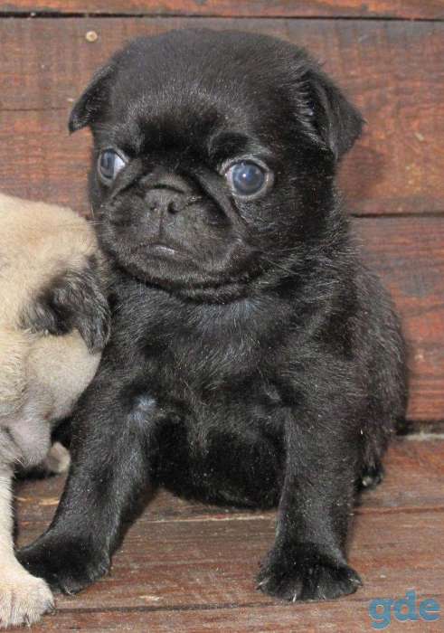 Мопс щенки, фотография 3