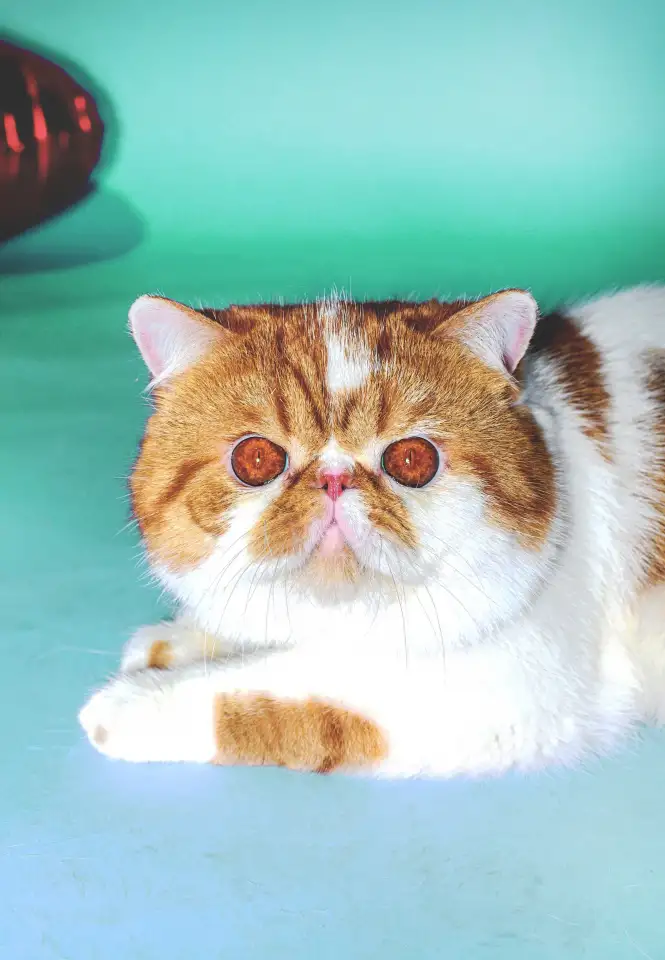 Экзотический кот Гарфилд. Даром., фотография 9