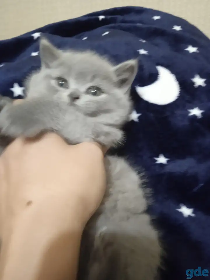 Британские котята, фотография 4