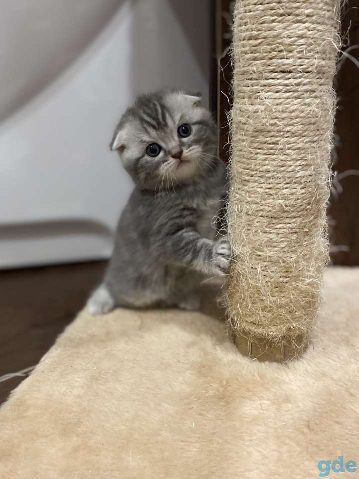 Шотландские котята, фотография 2