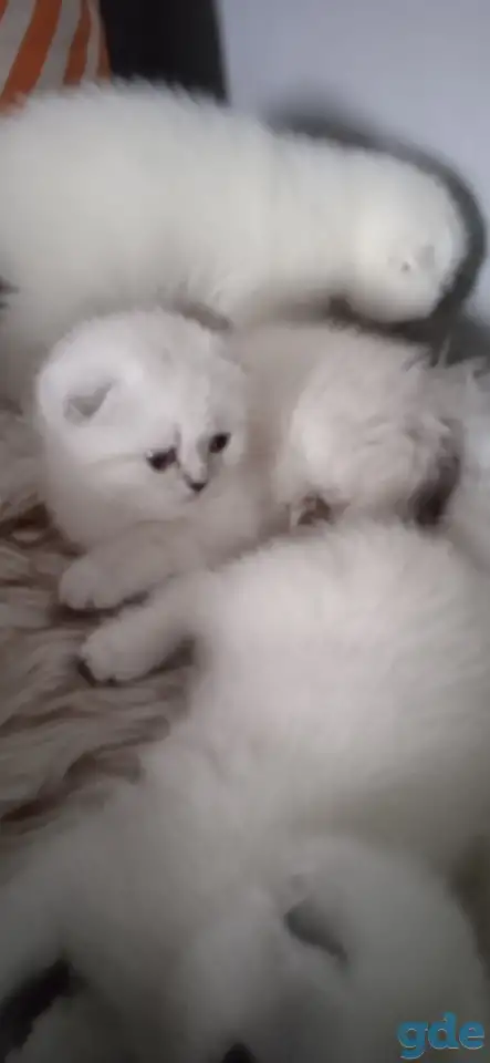 Шотландские котята, фотография 4
