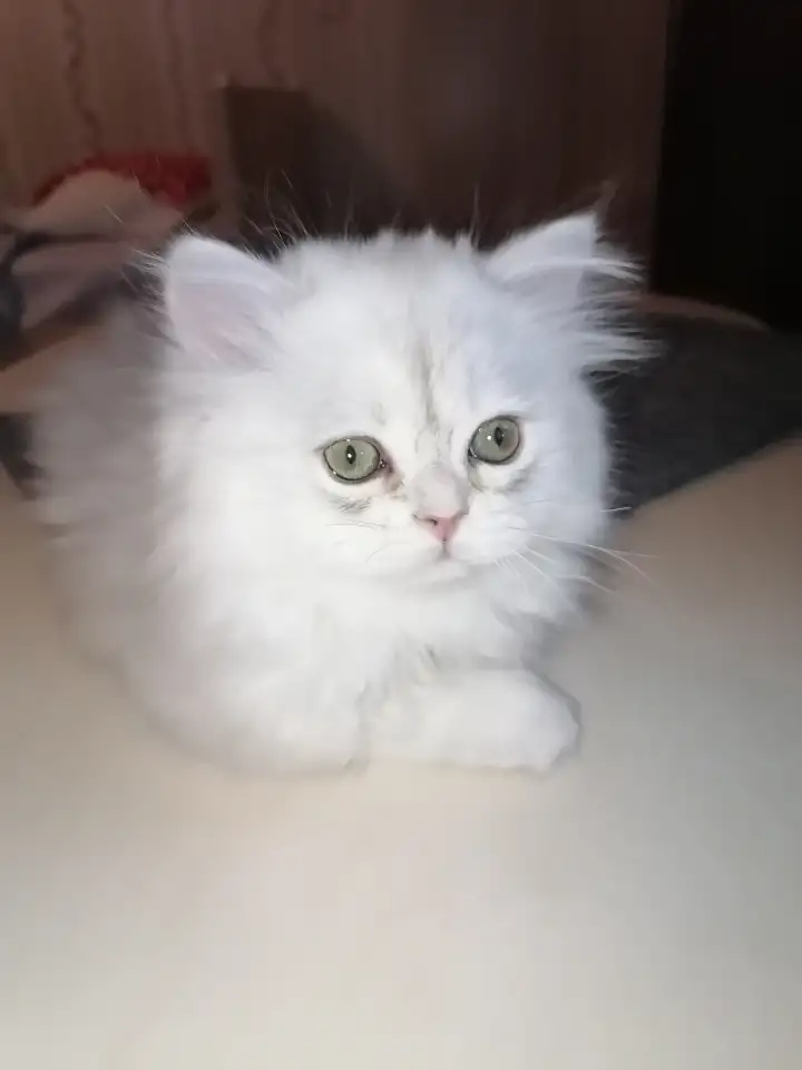 Британская кошечка, фотография 4
