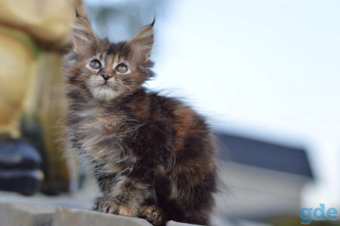 Мейн Кун котята, фотография 1