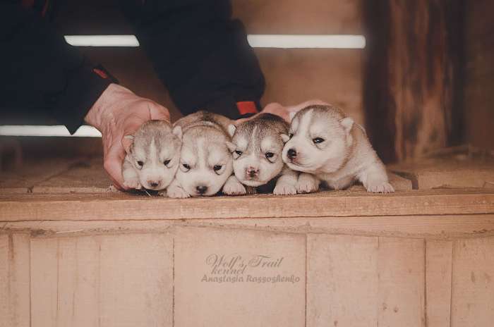 Продажа щенков маломутов,самоедов,хаски., фотография 1