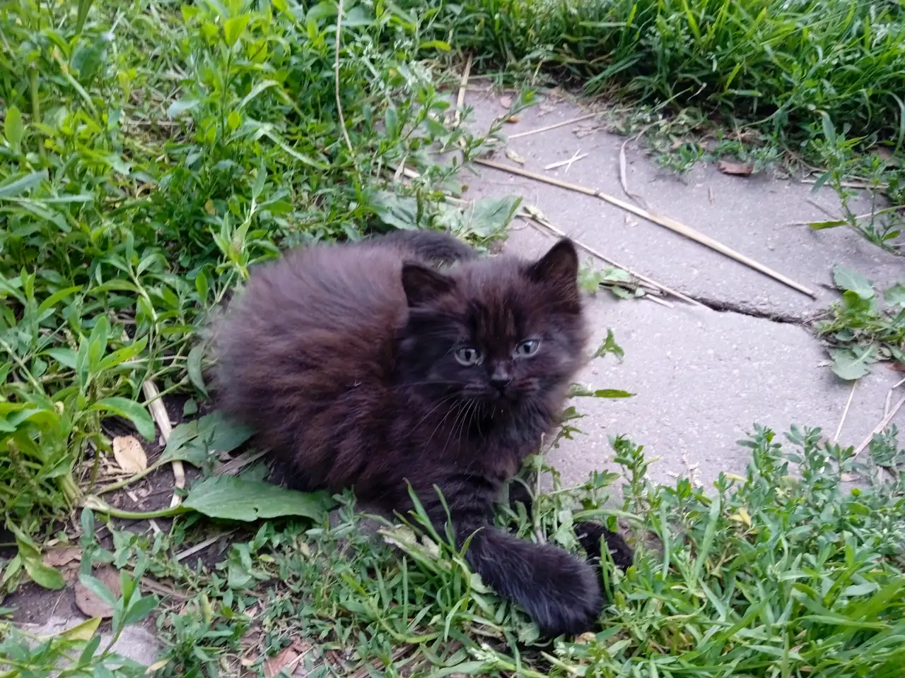 Котята в дар, фотография 2