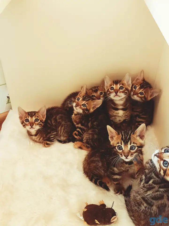 Бенгальские котята, фотография 1