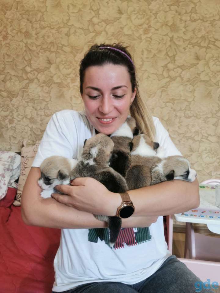 Щенки Вельш корги пеброк, фотография 1