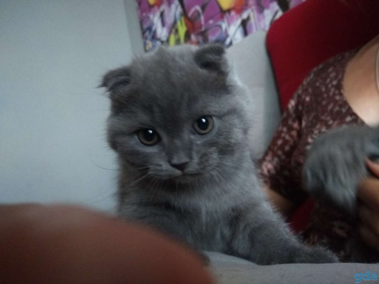 Кошки, фотография 2