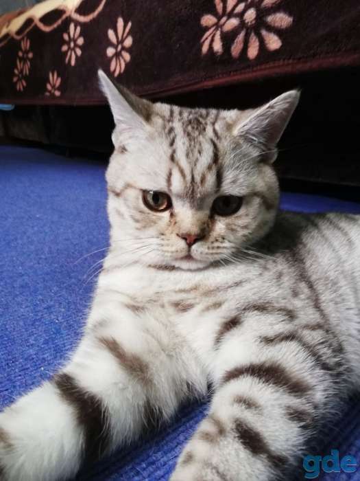 Шотландские котята, фотография 1