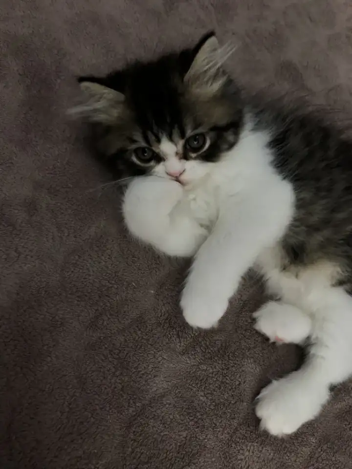 Продам персидских котят, фотография 5