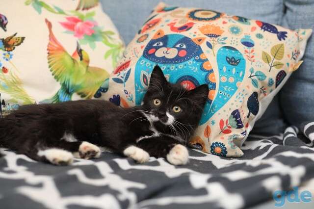 Котята в дар., фотография 4