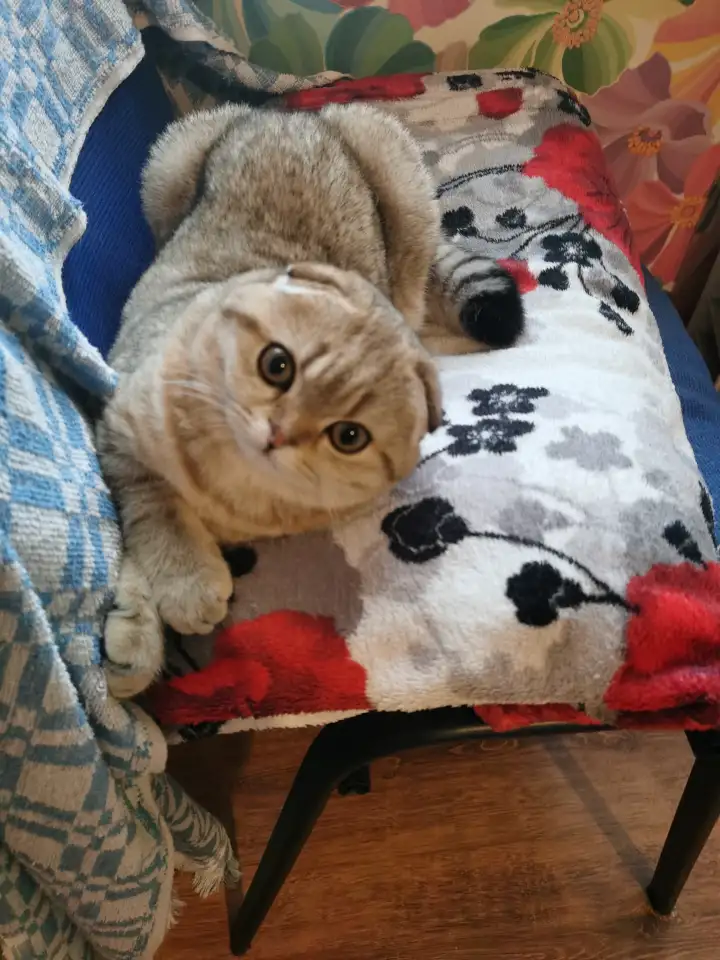 Продам котенка, фотография 5