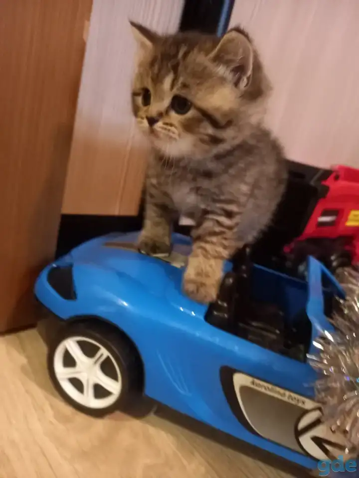 Шотландские котята, фотография 2