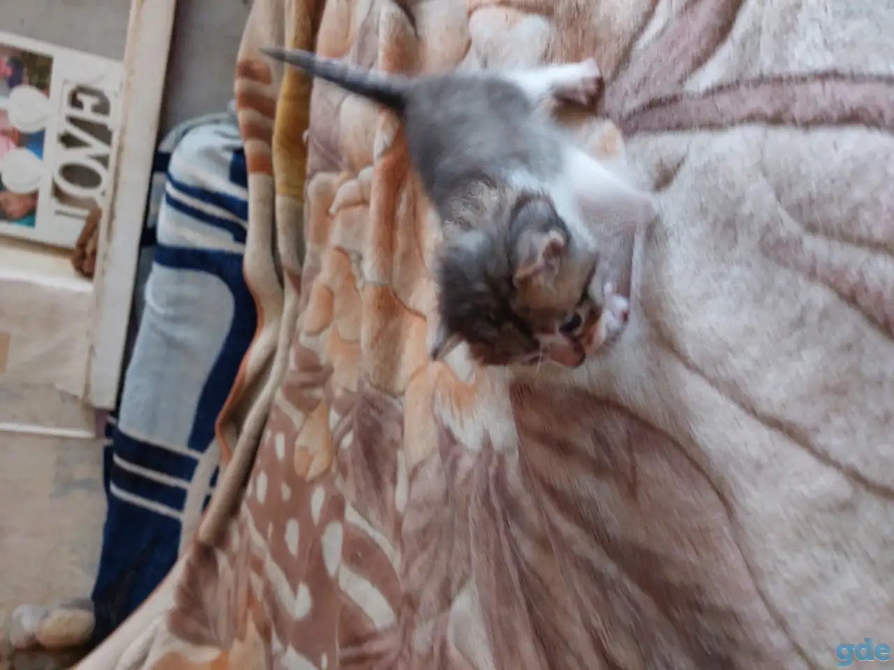 Котята в дар, фотография 8